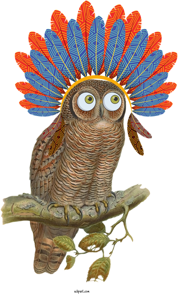 Free Animals Owl Bird Bird Of Prey For Owl Clipart Transparent Background