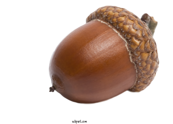 Free Nature Acorn Nut Tree For Autumn Clipart Transparent Background