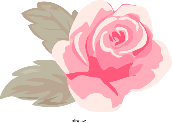 Free Flowers Pink Rose Flower For Rose Clipart Transparent Background