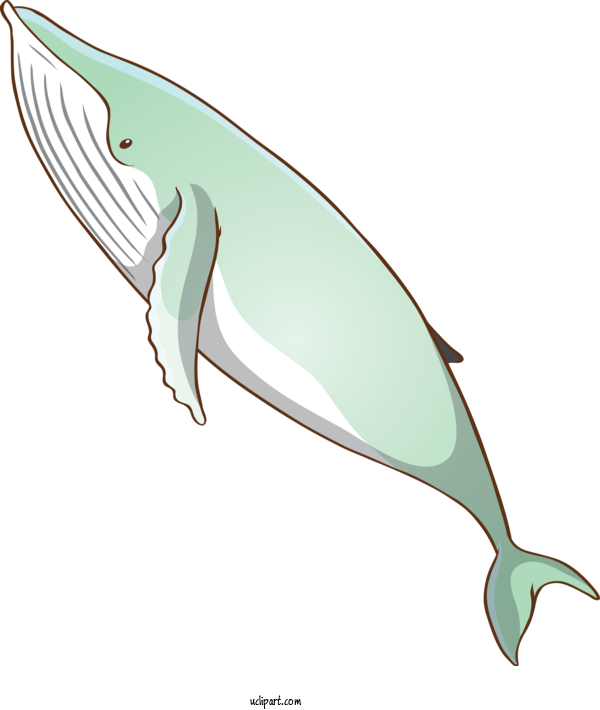Free Animals Bottlenose Dolphin Fin Cetacea For Whale Clipart Transparent Background
