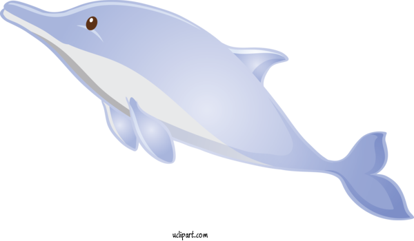 Free Animals Cetacea Dolphin Bottlenose Dolphin For Dolphin Clipart Transparent Background