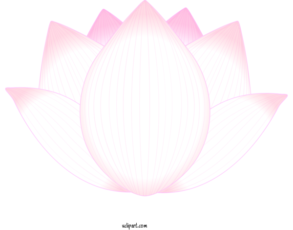 Free Flowers Petal Lotus Family Sacred Lotus For Lotus Flower Clipart Transparent Background