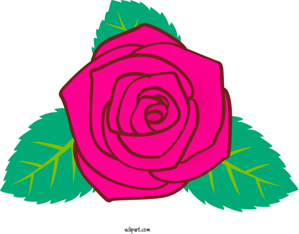 Free Flowers Rose Hybrid Tea Rose Pink For Rose Clipart Transparent Background