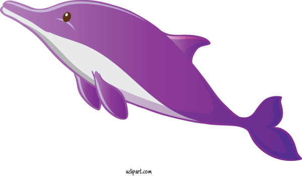 Free Animals Dolphin Bottlenose Dolphin Cetacea For Dolphin Clipart Transparent Background