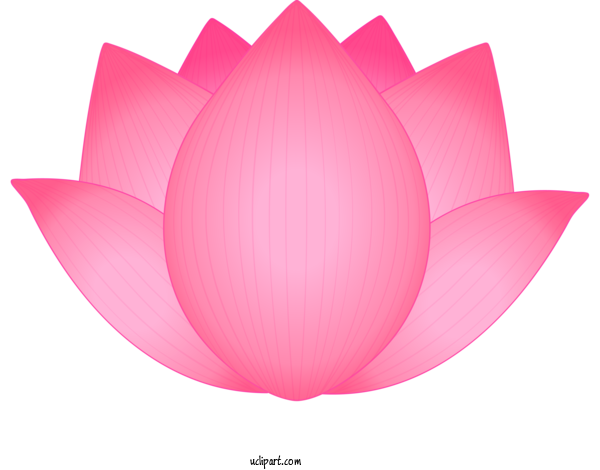 Free Flowers Petal Lotus Family Pink For Lotus Flower Clipart Transparent Background