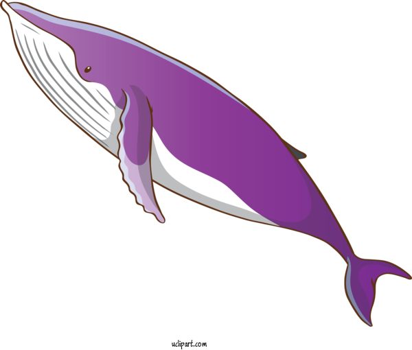 Free Animals Bottlenose Dolphin Dolphin Fin For Whale Clipart Transparent Background