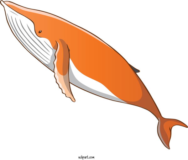 Free Animals Dolphin Cetacea Fin For Whale Clipart Transparent Background