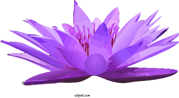 Free Flowers Violet Purple Petal For Lotus Flower Clipart Transparent Background
