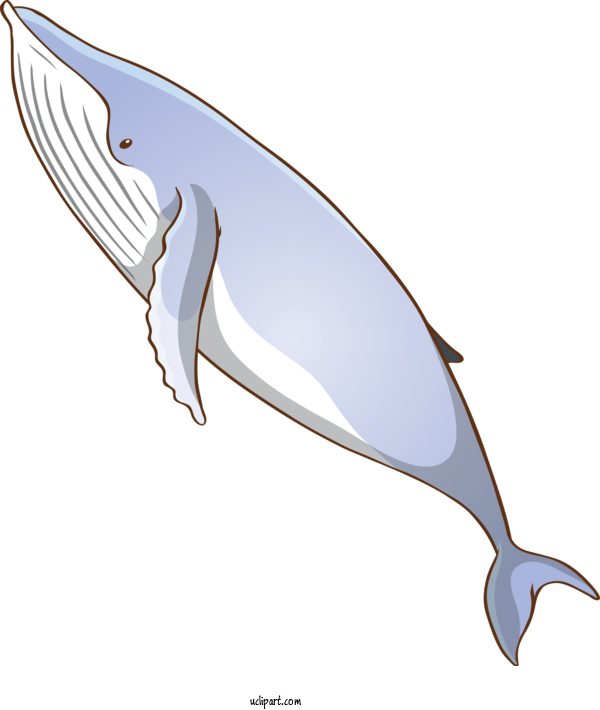 Free Animals Fin Bottlenose Dolphin Blue Whale For Whale Clipart Transparent Background