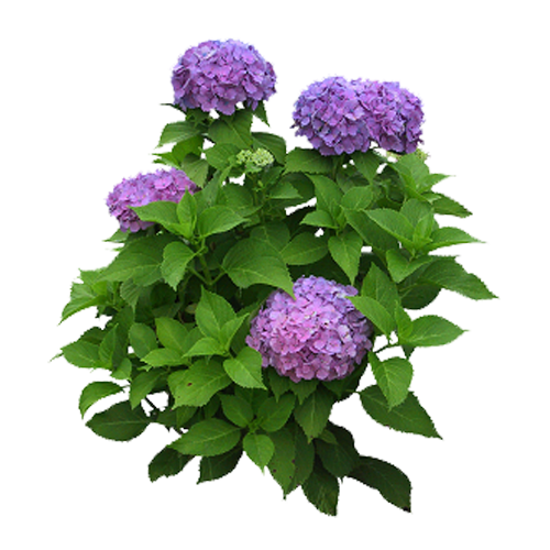 Free Gardening Flower Plant Hydrangea Clipart Clipart Transparent Background