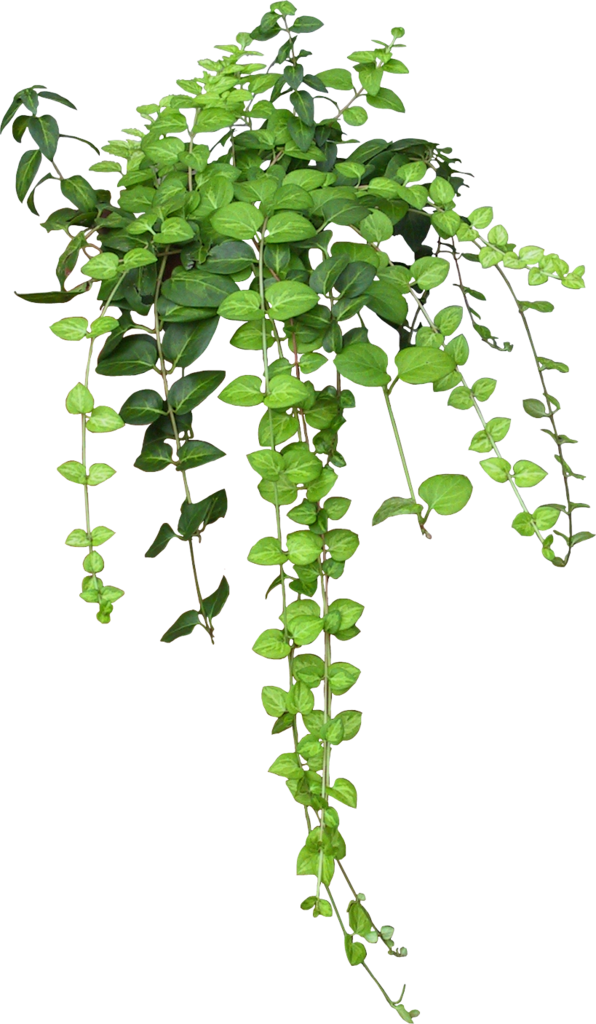 Free Garden Plant Leaf Herb Clipart Clipart Transparent Background