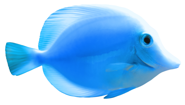 Free Fish Blue Electric Blue Fin Clipart Clipart Transparent Background