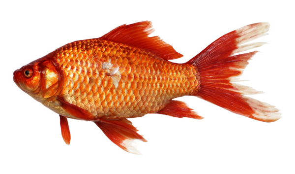 Free Fish Freshwater Aquarium Feeder Fish Bony Fish Clipart Clipart Transparent Background
