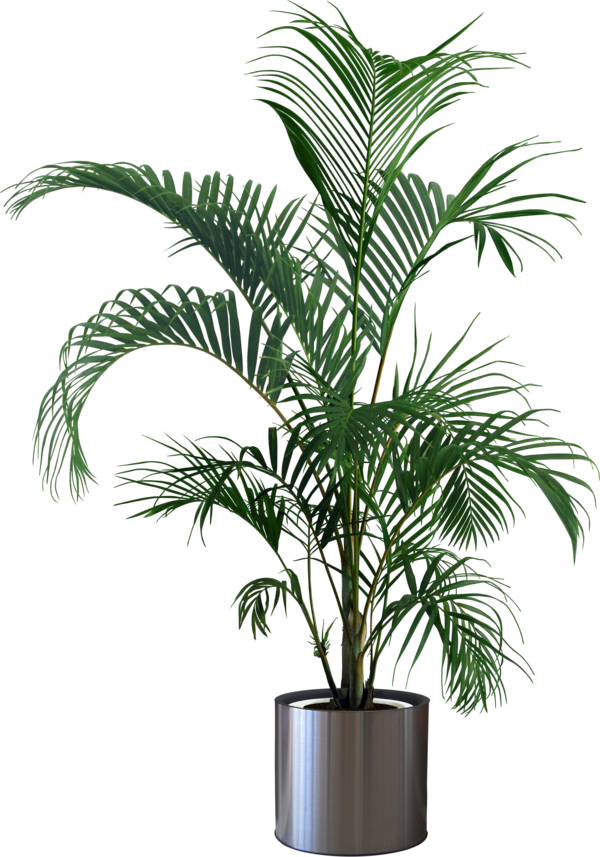 Free Gardening Plant Houseplant Arecales Clipart Clipart Transparent Background