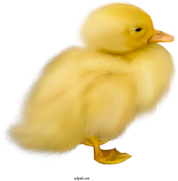 Free Holidays Bird Duck Yellow For Easter Clipart Transparent Background