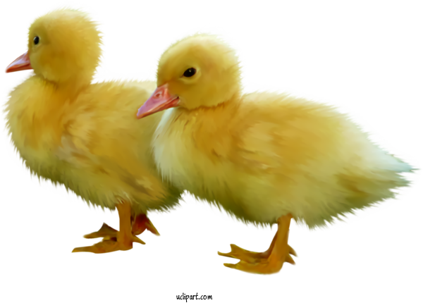 Free Holidays Bird Beak Duck For Easter Clipart Transparent Background
