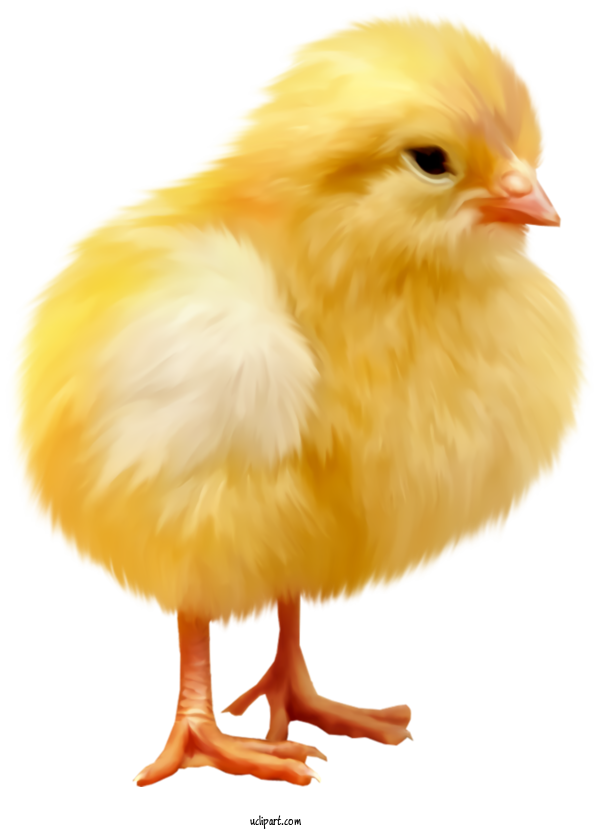 Free Holidays Chicken Bird Beak For Easter Clipart Transparent Background