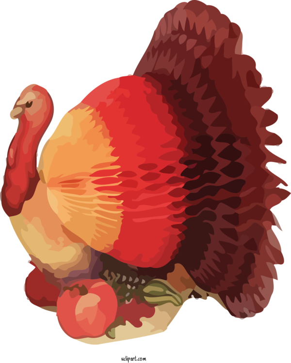Free Holidays Turkey Wild Turkey Bird For Thanksgiving Clipart Transparent Background