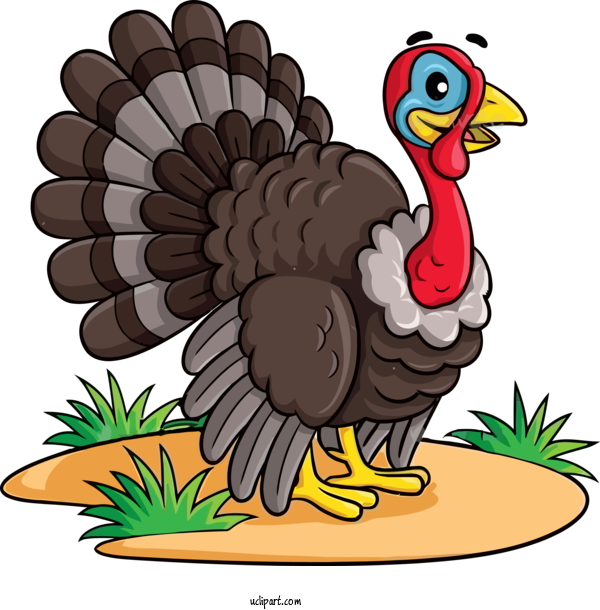 Free Holidays Turkey Bird Cartoon For Thanksgiving Clipart Transparent Background
