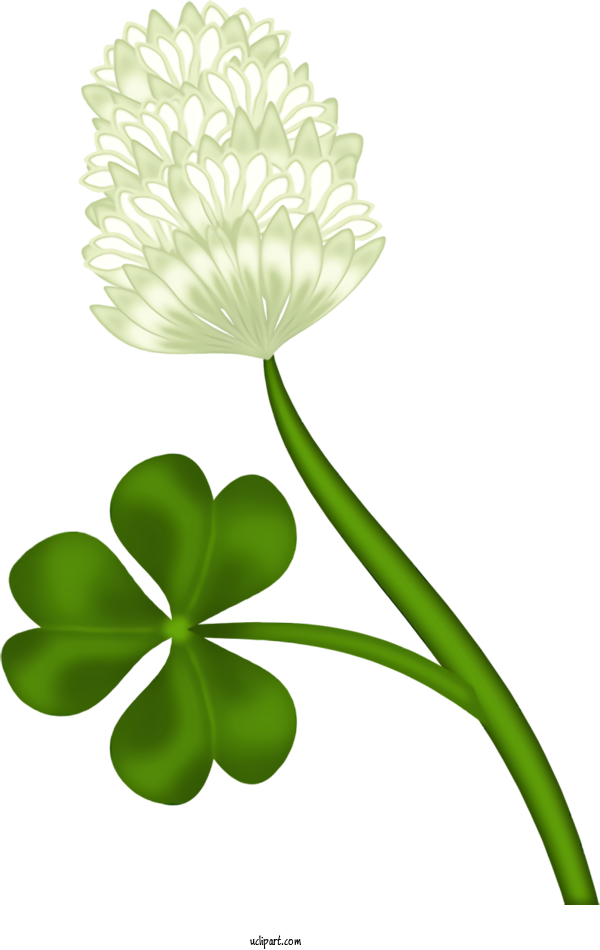 Free Holidays Dutch Clover Flower Plant For Saint Patricks Day Clipart Transparent Background