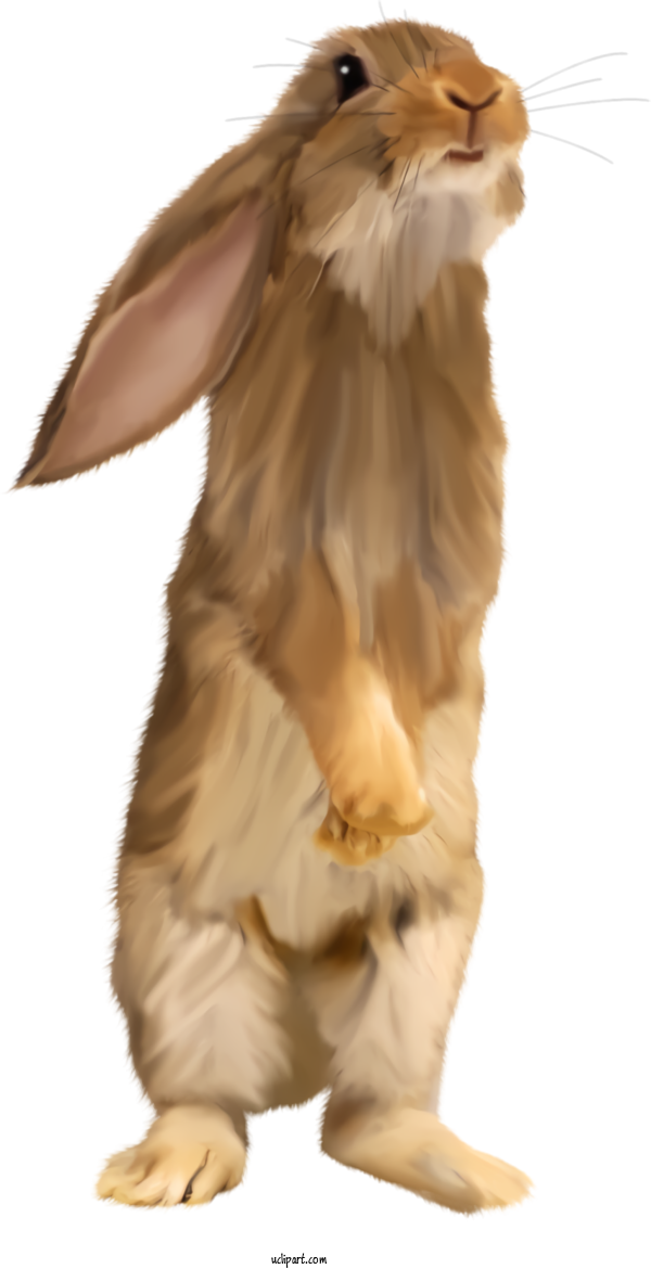 Free Holidays Fur Sporting Group Fawn For Easter Clipart Transparent Background