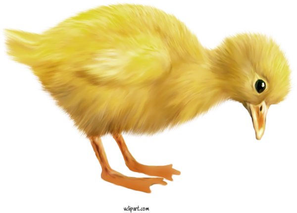 Free Holidays Bird Beak Chicken For Easter Clipart Transparent Background