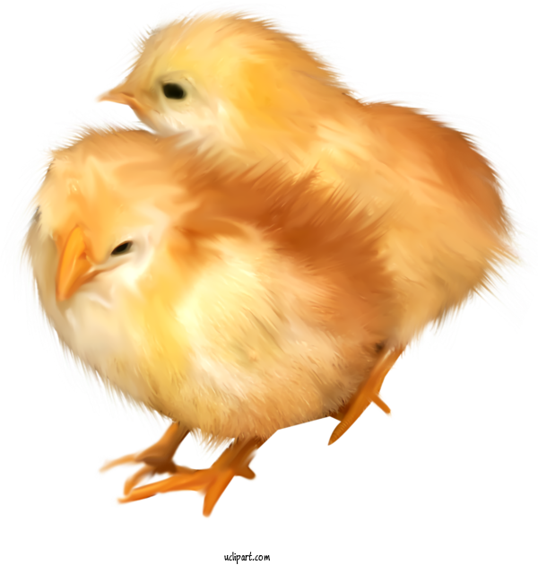 Free Holidays Chicken Bird Beak For Easter Clipart Transparent Background