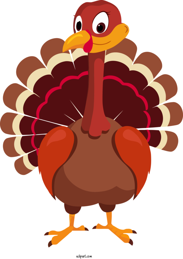 Free Holidays Turkey Bird Flightless Bird For Thanksgiving Clipart Transparent Background
