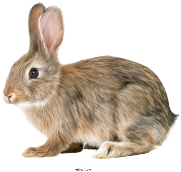 Free Holidays Rabbit Mountain Cottontail Rabbits And Hares For Easter Clipart Transparent Background