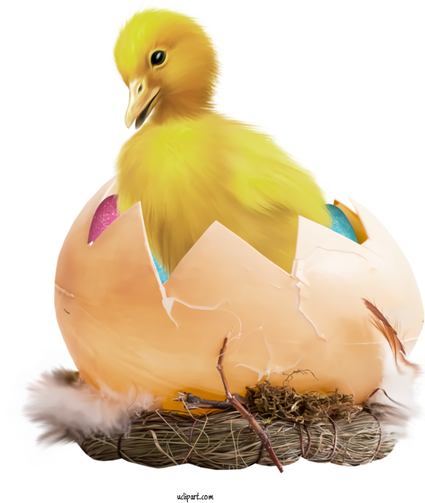 Free Holidays Bird Duck Water Bird For Easter Clipart Transparent Background
