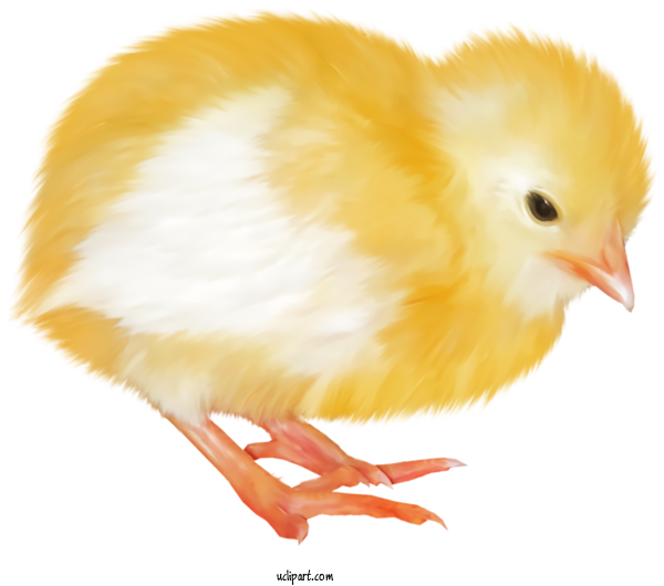 Free Holidays Chicken Bird Yellow For Easter Clipart Transparent Background