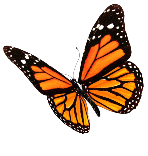 Free Gardening Butterfly Pollinator Insect Clipart Clipart Transparent Background