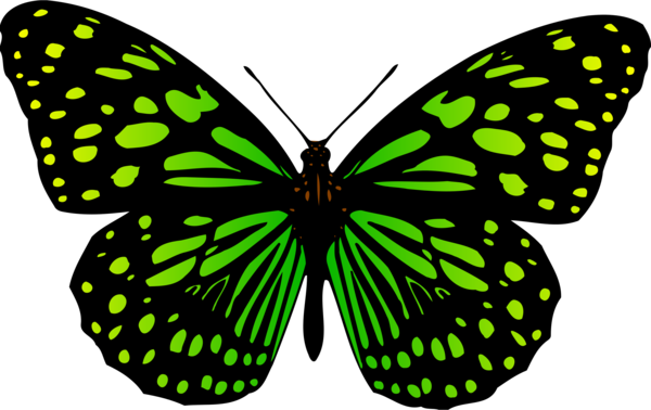 Free Gardening Butterfly Symmetry Moth Clipart Clipart Transparent Background
