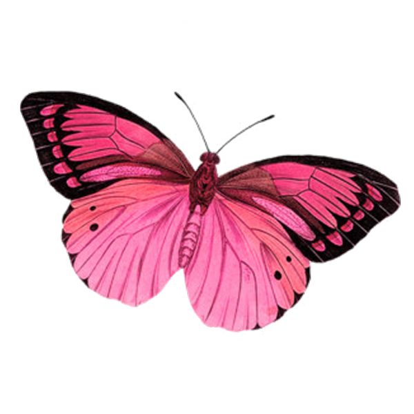 Free Gardening Butterfly Moths And Butterflies Pink Clipart Clipart Transparent Background