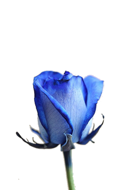 Free Rose Flower Blue Rose Family Clipart Clipart Transparent Background