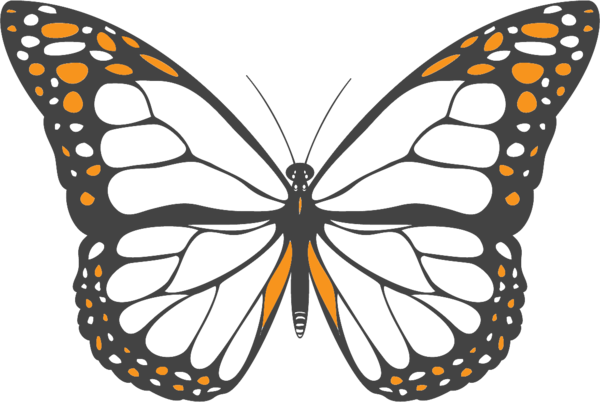 Free Butterfly Butterfly Symmetry Pollinator Clipart Clipart Transparent Background