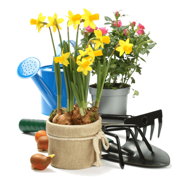 Free Gardening Flower Flowerpot Plant Clipart Clipart Transparent Background