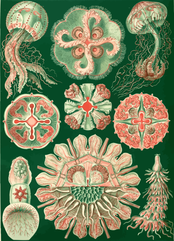 Free Jellyfish Flora Symmetry Flower Clipart Clipart Transparent Background