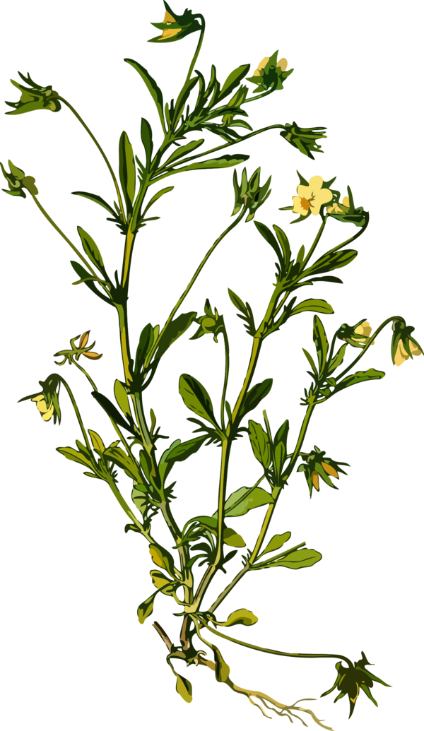 Free Pansy Plant Flower Flora Clipart Clipart Transparent Background