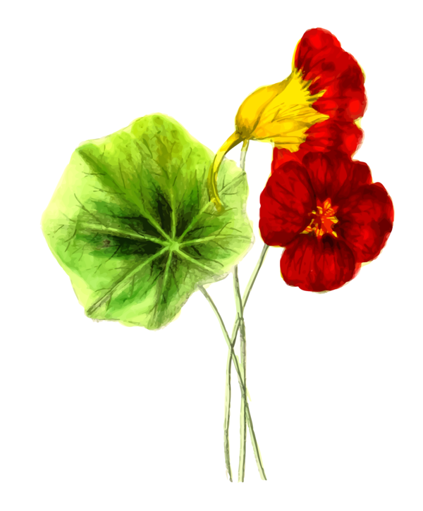 Free Pansy Flower Plant Petal Clipart Clipart Transparent Background