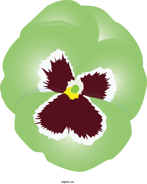 Free Flowers Flower Plant Pansy For Pansy Clipart Transparent Background