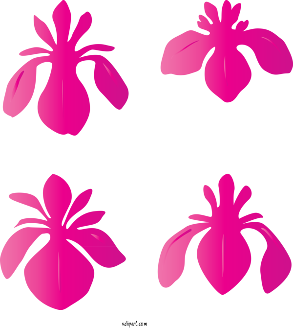 Free Flowers Petal Pink Magenta For IRIS Clipart Transparent Background