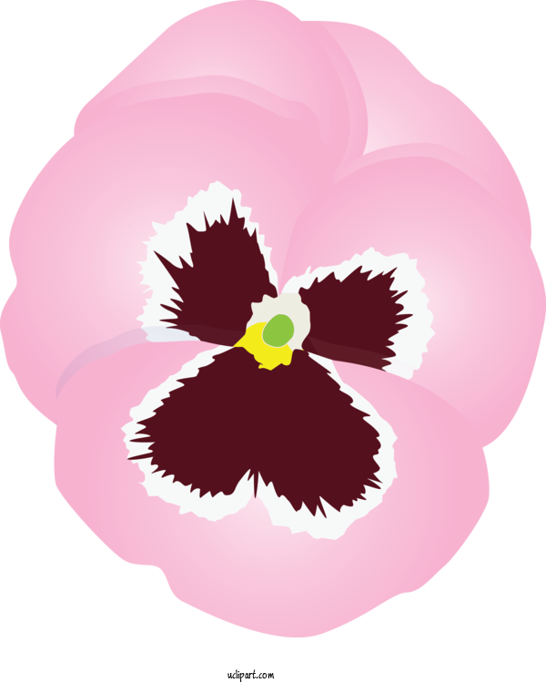 Free Flowers Flower Pink Plant For Pansy Clipart Transparent Background