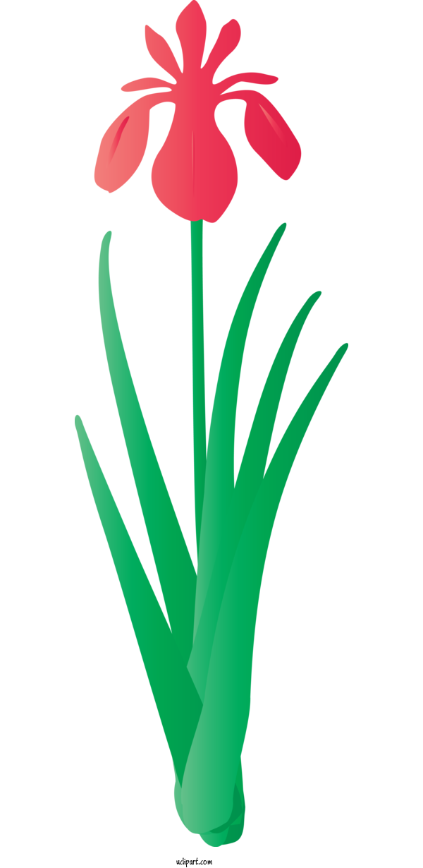 Free Flowers Green Tulip Plant For IRIS Clipart Transparent Background