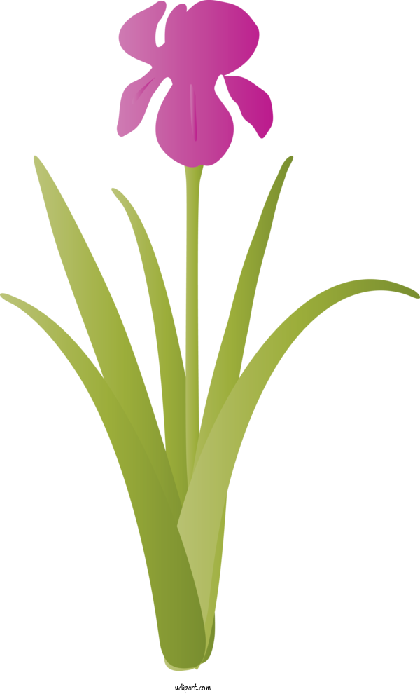 Free Flowers Flower Plant Petal For IRIS Clipart Transparent Background