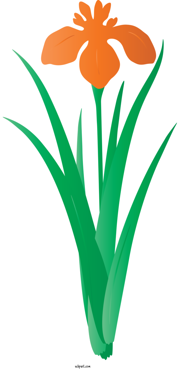 Free Flowers Plant Flower Grass For IRIS Clipart Transparent Background