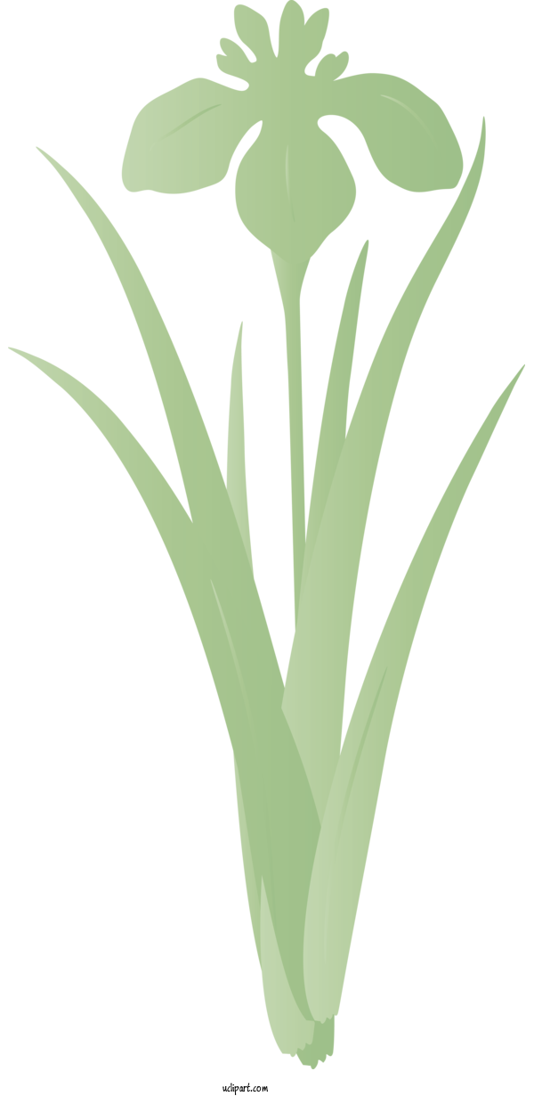 Free Flowers Green Plant Flower For IRIS Clipart Transparent Background