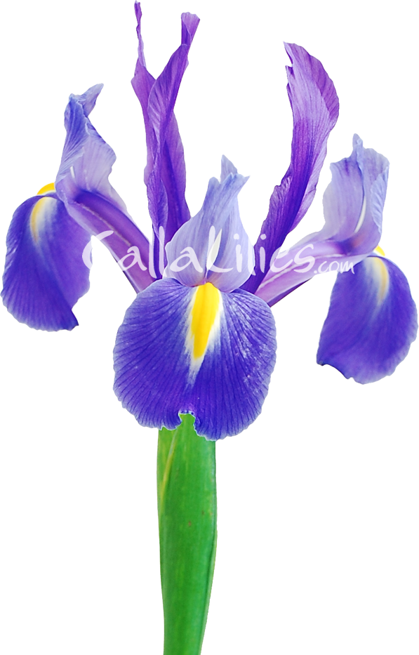 Free Iris Flower Plant Iris Clipart Clipart Transparent Background