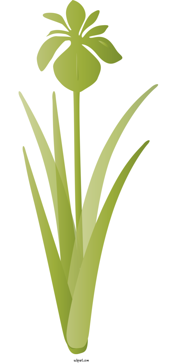 Free Flowers Green Leaf Plant For IRIS Clipart Transparent Background