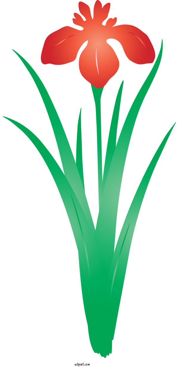 Free Flowers Green Tulip Plant For IRIS Clipart Transparent Background